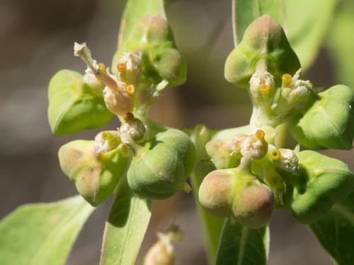 Painted Spurge