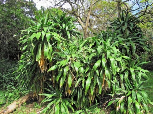 Large-leaved Dragon Tree