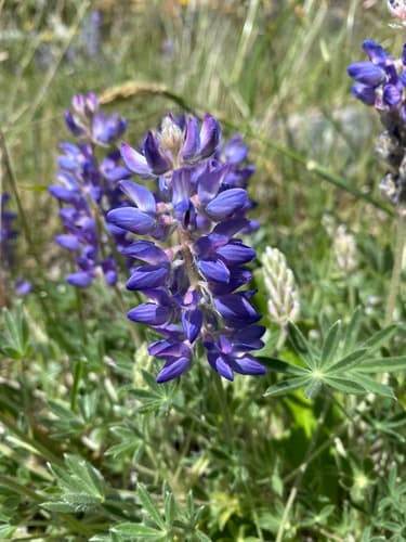 Dwarf Lupine Bonsai (Hypothetical)