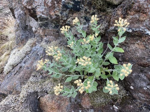 Littleleaf Silverback