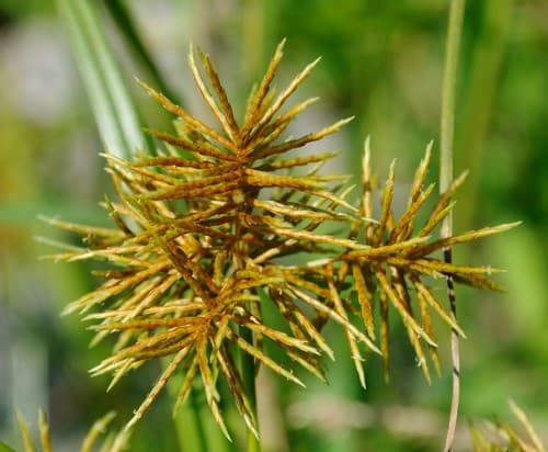 Fragrant Flatsedge
