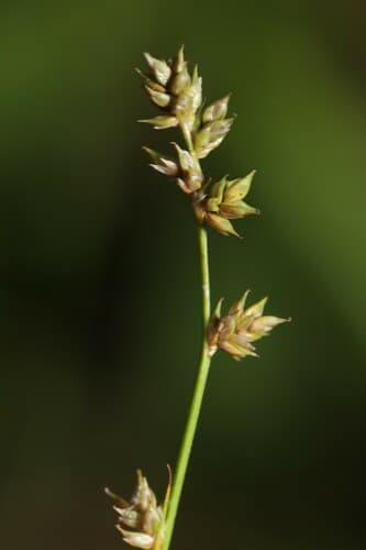 Brownish Sedge Bonsai