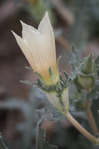 Sand Blazingstar (Not a Bonsai)