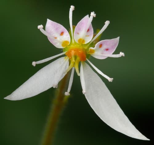 Mother-of-thousands Flower