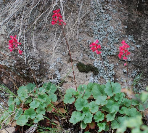 Coralbells