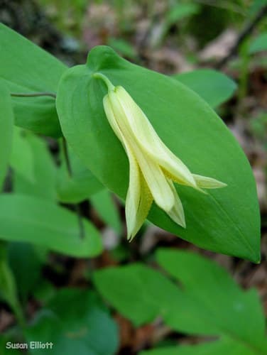 Perfoliate Bellwort