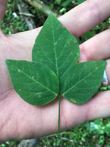 perplexed tick-trefoil