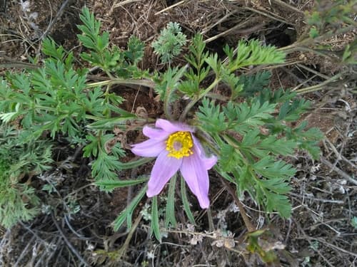 Slenderleaf pulsatilla