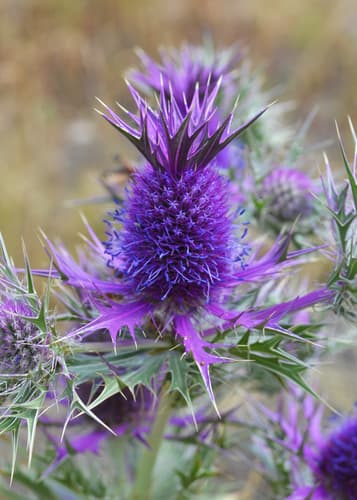 Leavenworth's eryngo