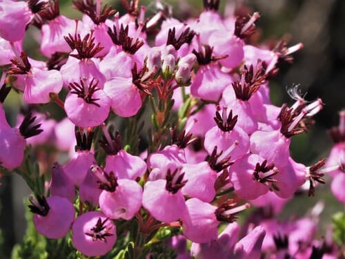 Erica umbellata Flowers