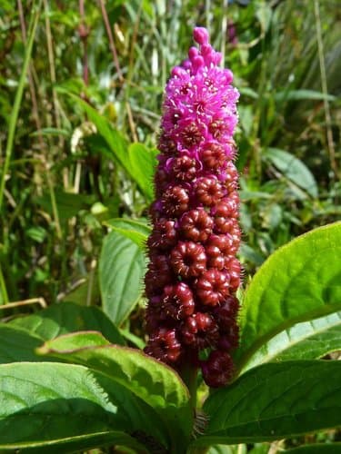 Andean Pokeweed