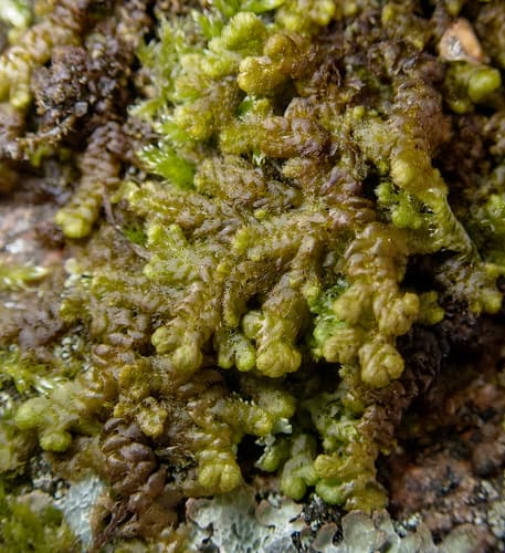 Northern Naugehyde Liverwort