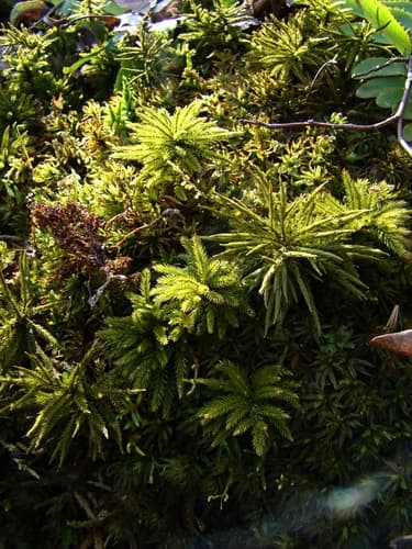 American Tree Moss