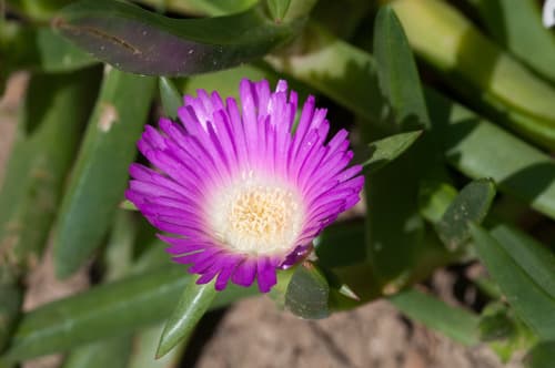 Australian Pig Face Bonsai