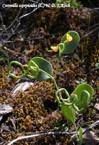 Annual Scorpion-vetch