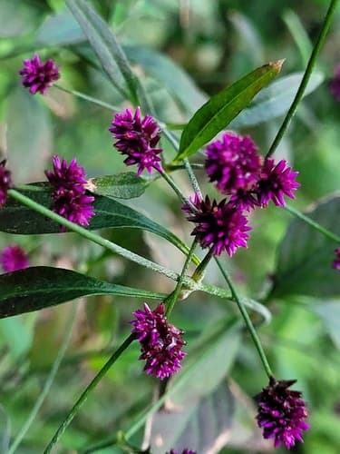 Alternanthera porrigens