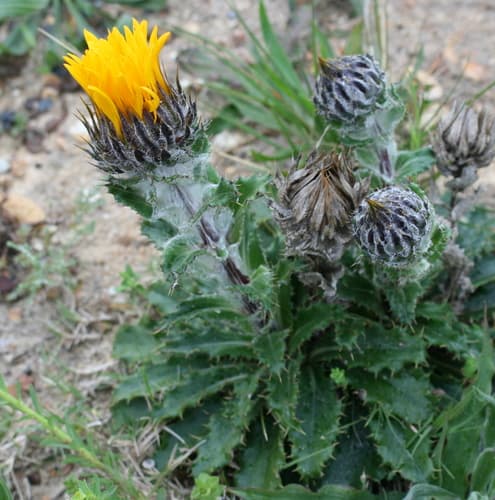 Giant Capethistle