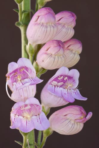 Palmer's Penstemon