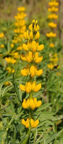European Yellow Lupine