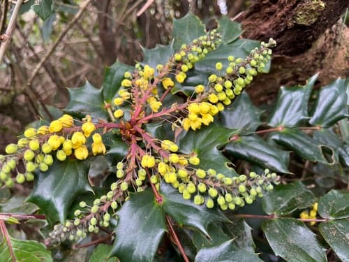 Japanese Mahonia