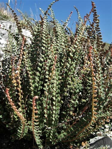 Scaly Cloak-Fern Bonsai