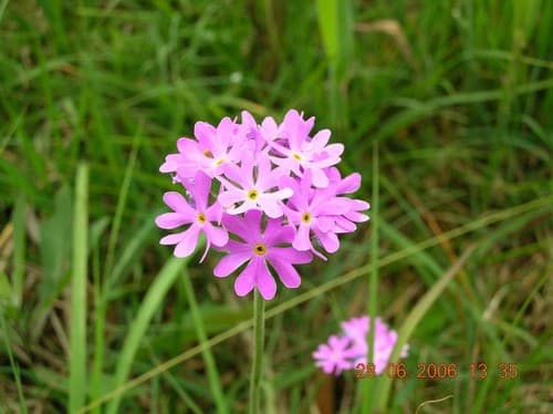 Bird's-eye Primrose