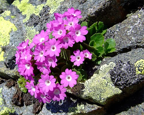 Hairy Primrose Bonsai