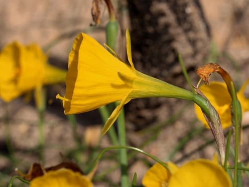 Hoop-Petticoat Daffodil