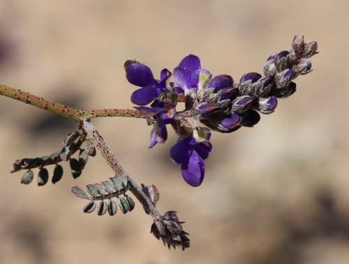 Parry's false prairie-clover