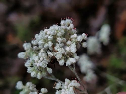 Annual Buckwheat Flowers