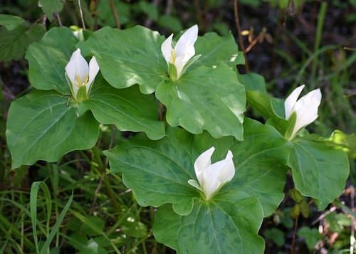 Giant White Wakerobin Bonsai