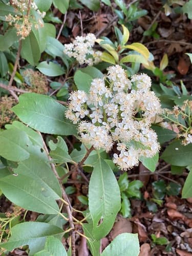 Chinese Photinia Bonsai