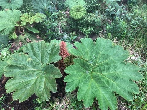 Giant Rhubarb