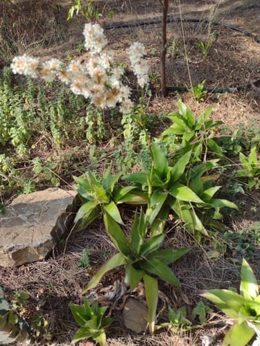 False Bromeliad Plant
