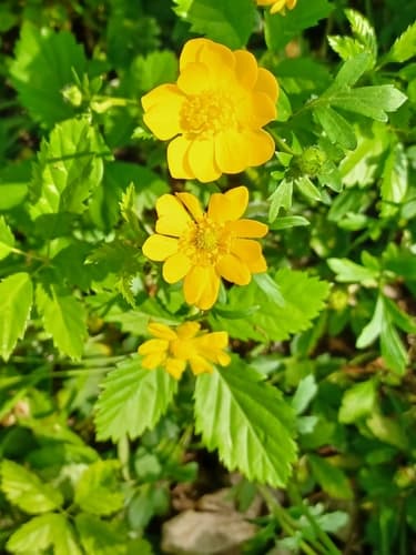 Large Buttercup