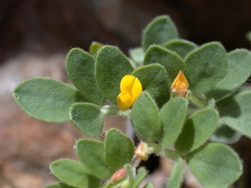 Chile Trefoil Plant