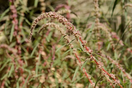 Fringed Amaranth