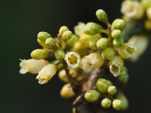 Japanese Maesa Bonsai