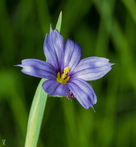 strict blue-eyed grass