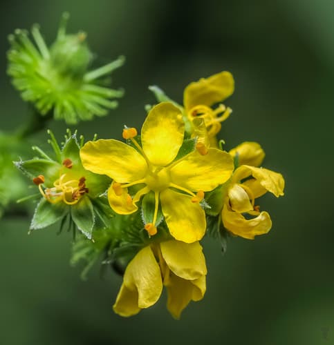 Tall Hairy Agrimony