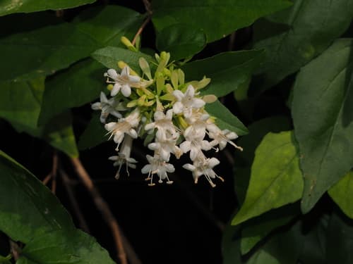 Chinese Abelia
