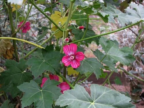Island Mallow