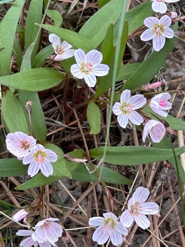 Lanceleaf Springbeauty