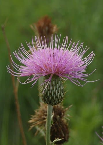 Yellowspine Thistle