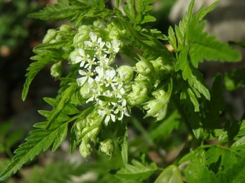 Garden Chervil