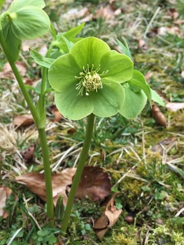 Green Hellebore