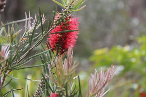 Narrow-leaved Bottlebrush Bonsai