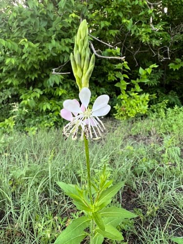 Roadside Gaura