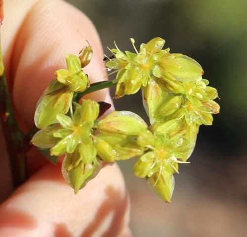 Winged Buckwheat