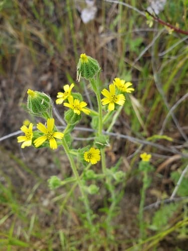 Grassy Tarweed